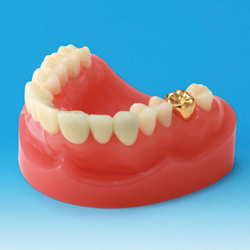 Анатомическая модель прорезывание зубов - PE-PRO001 - Nissin Dental Products Inc.   - десен / зубного протезирования / для образовательных целей