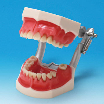 Анатомическая модель кости - PE-PER003 - Nissin Dental Products Inc.   - прорезывание зубов / десен / острого одонтогенного периостита