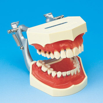 Анатомическая модель прорезывание зубов - PE-PER005 - Nissin Dental Products Inc.   - десен / ребра / острого одонтогенного периостита