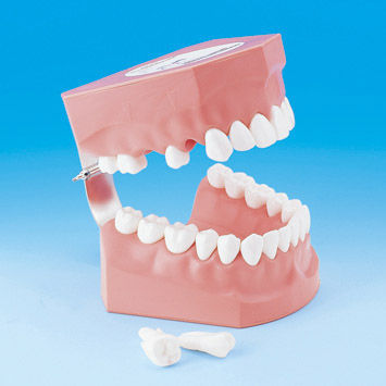 Анатомическая модель прорезывание зубов - PE-STP002 - Nissin Dental Products Inc.   - для гигиены полости рта / для образовательных целей / взрослый человек