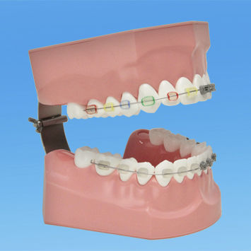 Анатомическая модель зубов - PE-ORT002 - Nissin Dental Products Inc.   - для гигиены полости рта / для ортодонтии / для образовательных целей