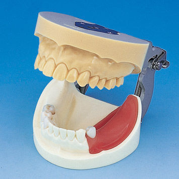Анатомическая модель прорезывание зубов - IMP1001-UL-SP-FEM - Nissin Dental Products Inc.   - кости / нижней челюсти / челюсти
