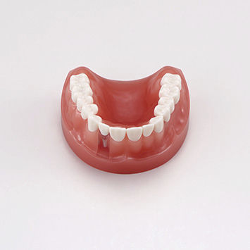 Анатомическая модель челюсти - PE-PRO020 - Nissin Dental Products Inc.   - прорезывание зубов / десен / зубного протезирования