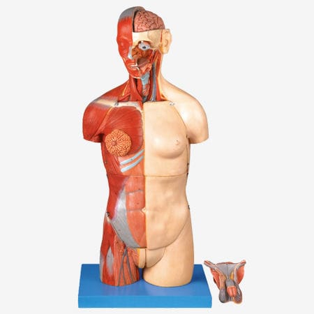 Анатомическая модель мышцы - GD/A10003 - Shanghai Honglian Medical Instrument - ствол / для образовательных целей / двуполая
