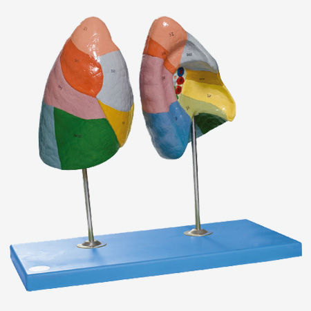 Анатомическая модель легкого - GD/A13010 - Shanghai Honglian Medical Instrument - для образовательных целей