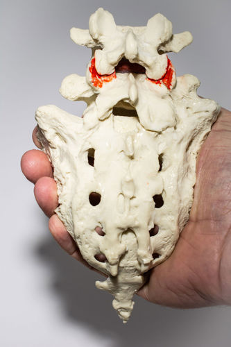 Анатомическая модель для пояснично-крестцовой зоны - LSTV  - Dynamic Disc Designs Corp. - для образовательных целей / для пункций