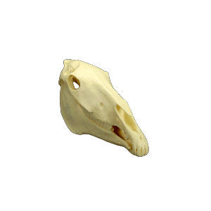 Анатомическая модель черепа - MAI AH #53900 - Veterinary Dental Products - зубов / для стоматологии / ветеринарная