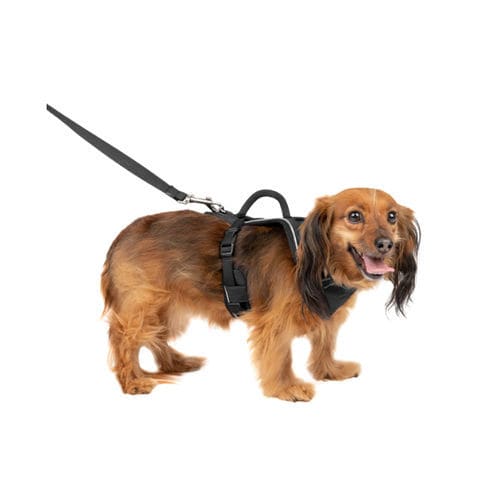 Привязь для передвижения - EasySport™ - PetSafe - ветеринарная / для собак