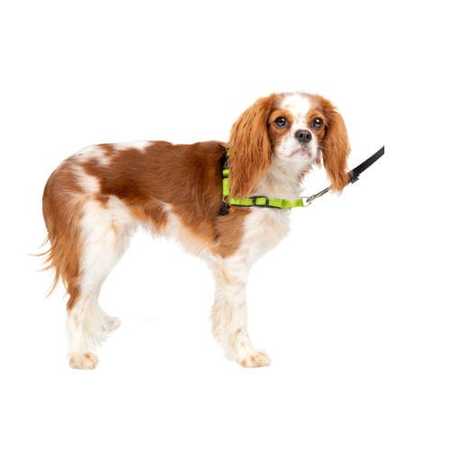 Привязь для передвижения - Deluxe Easy Walk® - PetSafe - ветеринарная / для собак