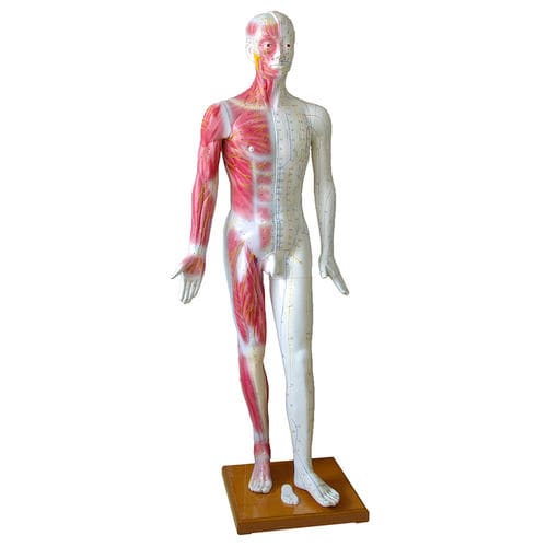 Анатомическая модель мышцы - H131300 - HeineScientific® - всего тела / для акупунктуры / для образовательных целей