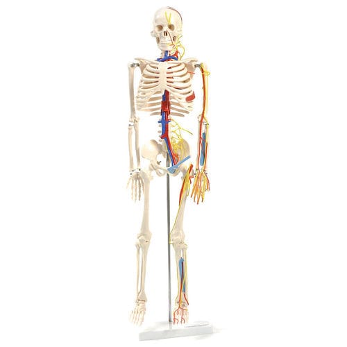 Анатомическая модель нерва - H130497  - HeineScientific® - всего тела / скелета / сердечно-сосудистой системы
