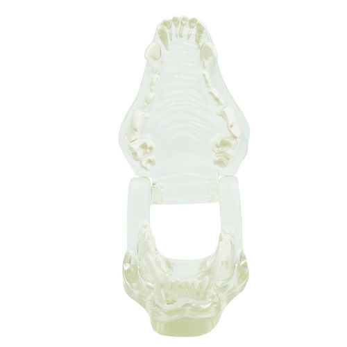 Анатомическая модель зубов - H191178  - HeineScientific® - челюсти / ветеринарная / для образовательных целей