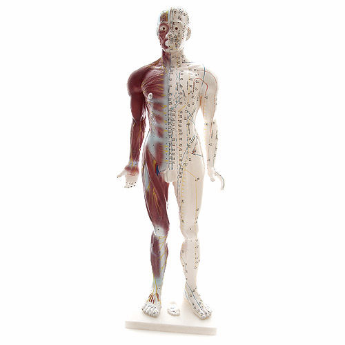 Анатомическая модель мышцы - H129990 - HeineScientific® - всего тела / артерии / вены