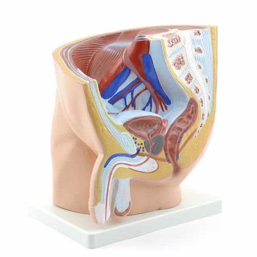 Анатомическая модель прямой кишки - H130375 - HeineScientific® - мочевого пузыря / простаты / таз