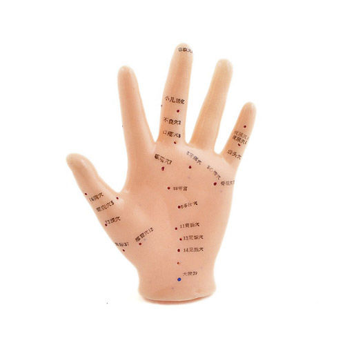 Анатомическая модель кисти руки - H130484 - HeineScientific® - для акупунктуры / для образовательных целей / из пластика