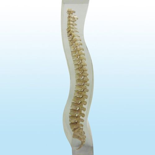 Тест-фантом для радиографии - 12715 - QUART X-Ray QA Solutions - позвоночник / таза