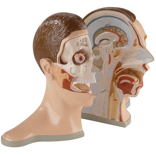 Анатомическая модель головы - 0176-00 - Denoyer-Geppert - кости / кости / черепа