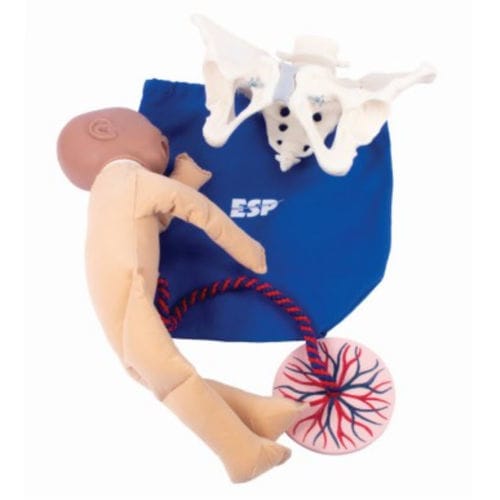 Анатомическая модель таз - ZKK-260-T - Educational + Scientific Products Ltd - пуповина / для родов / женская