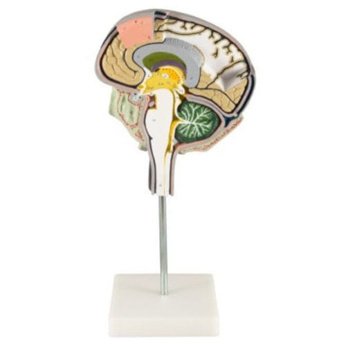 Анатомическая модель мозга - ZKH-266-N - Educational + Scientific Products Ltd - черепа / для образовательных целей