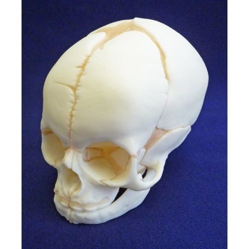 Анатомическая модель черепа - ZJY-420-R - Educational + Scientific Products Ltd - для образовательных целей / эмбрион