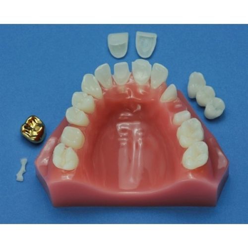Челюстная анатомическая модель - ZDM-011-CD - Educational + Scientific Products Ltd - для стоматологии / для образовательных целей