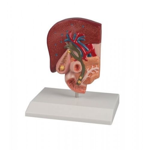 Билиарная анатомическая модель - ZKJ-786-G - Educational + Scientific Products Ltd - тонкой кишки / желчного пузыря / для образовательных целей
