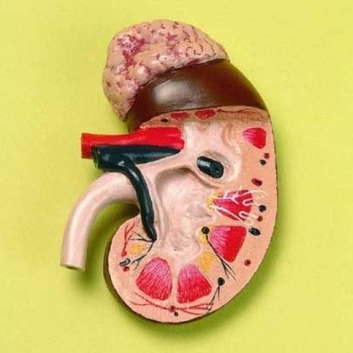 Анатомическая модель почки - ZKJ-782-L - Educational + Scientific Products Ltd - надпочечная железа / мочеточника / артерии