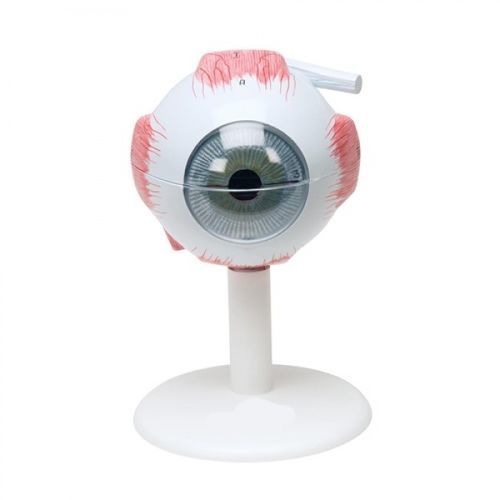 Анатомическая модель глаза - ZKH-467-X - Educational + Scientific Products Ltd - для образовательных целей
