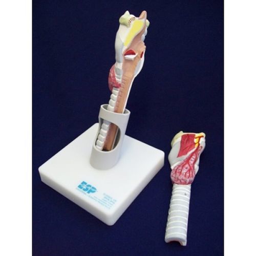 Анатомическая модель гортани - ZKH-950-A - Educational + Scientific Products Ltd - щитовидной железы / трахеи / учебная