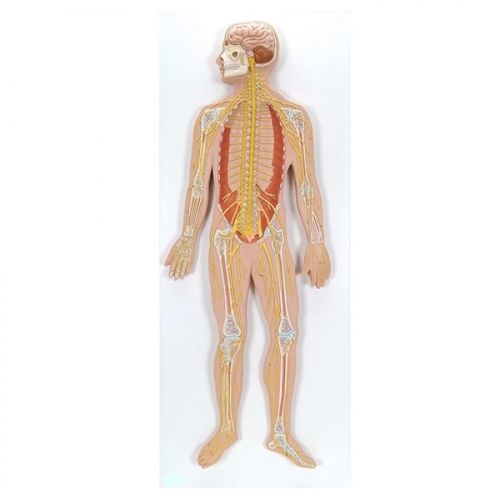 Анатомическая модель нервной системы - ZKJ-699-N - Educational + Scientific Products Ltd - учебная