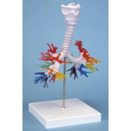 Бронхиальная анатомическая модель - ZKJ-658-B - Educational + Scientific Products Ltd - гортани / трахеи / кости