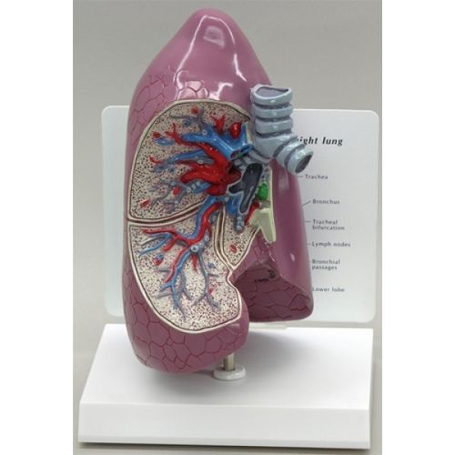 Анатомическая модель легкого - ZKJ-663-L - Educational + Scientific Products Ltd - ребра / трахеи / для образовательных целей