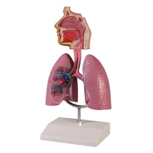 Анатомическая модель трахеи - ZKJ-654-H - Educational + Scientific Products Ltd - дыхательной системы / дыхательные пути / учебная