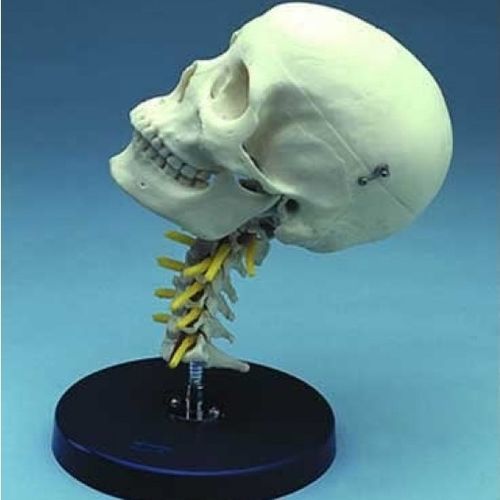 Анатомическая модель черепа - ZJY-405-C - Educational + Scientific Products Ltd - позвоночник / шеи / учебная