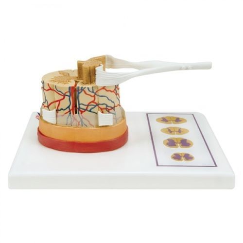 Анатомическая модель шея - ZJY-964-V - Educational + Scientific Products Ltd - спинальная / спинного мозга / ствол