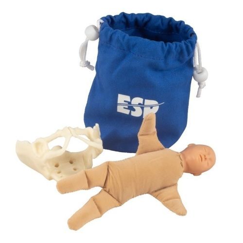 Анатомическая модель таз - ZKK-258-B - Educational + Scientific Products Ltd - тело / для образовательных целей / эмбрион
