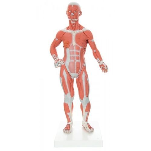 Анатомическая модель мышцы - ZKJ-230-M - Educational + Scientific Products Ltd - ствол / молочная железа / мужская