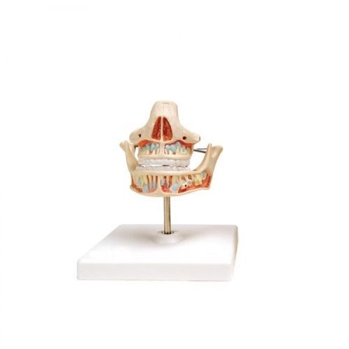 Анатомическая модель для стоматологии - ZKH-690-A - Educational + Scientific Products Ltd - кровеносных сосудов / челюсти / для стоматологии