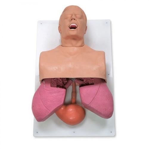 Медицинский симулятор для управления воздушными путями - ZKJ-323-K - Educational + Scientific Products Ltd - для дыхания / анатомический / взрослый человек