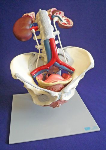 Анатомическая модель таз - ZKK-168-C - Educational + Scientific Products Ltd - тазового дна / для брюшной аорты / для поясничной зоны
