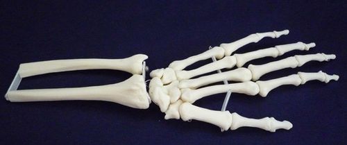Анатомическая модель скелета - ZJY-750-S - Educational + Scientific Products Ltd - сустава / запястья / для образовательных целей