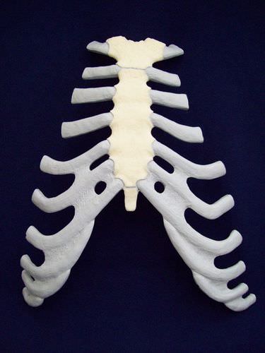 Анатомическая модель грудины - ZJY-240-030K - Educational + Scientific Products Ltd - для образовательных целей