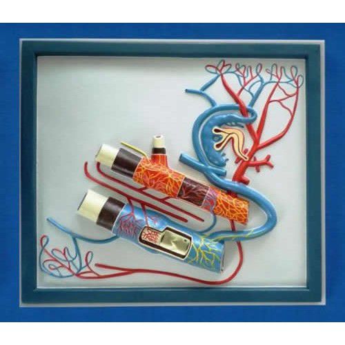 Модель кровеносных сосудов вены - ZKJ-678-L - Educational + Scientific Products Ltd - сердечно-сосудистой системы / артерии / для образовательных целей