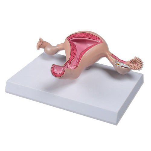 Анатомическая модель шейки матки - ZKK-324-U - Educational + Scientific Products Ltd - яичников / матки / для образовательных целей