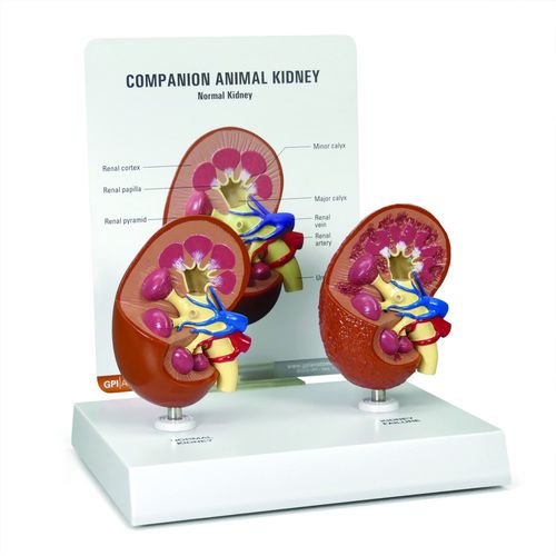 Анатомическая модель почечная артерия - 9210 - GPI Anatomicals - почечной вены / почки / ветеринарная