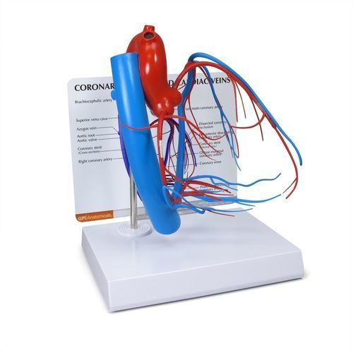 Анатомическая модель сердца - 2575 - GPI Anatomicals - для сердца / коронарных артерий / для лечения сердечно-легочных заболеваний