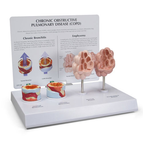 Анатомическая модель бронха - 3130 - GPI Anatomicals - для образовательных целей / BPCO