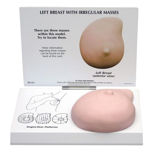 Анатомическая модель молочной железы - 3401 - GPI Anatomicals - для образовательных целей / на раковые опухоли