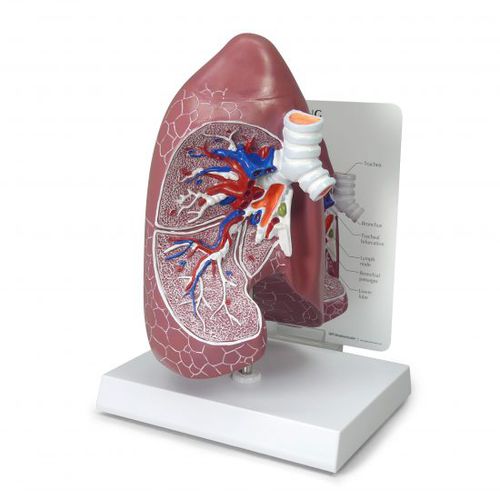 Анатомическая модель легкого - 3100 - GPI Anatomicals - трахеи / бронха / для образовательных целей