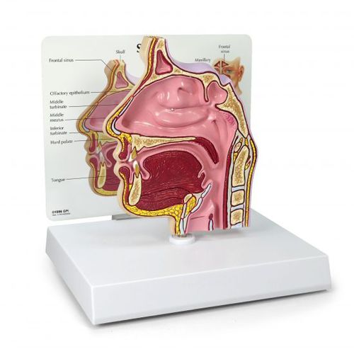 Синусная анатомическая модель - 2850 - GPI Anatomicals - синусная / носа / для носа
